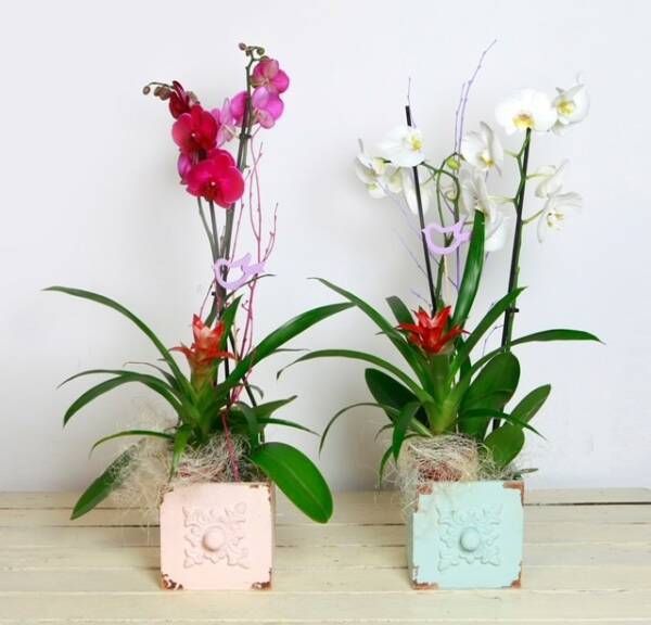 Cajón con orquidea y guzmania - Imagen 2