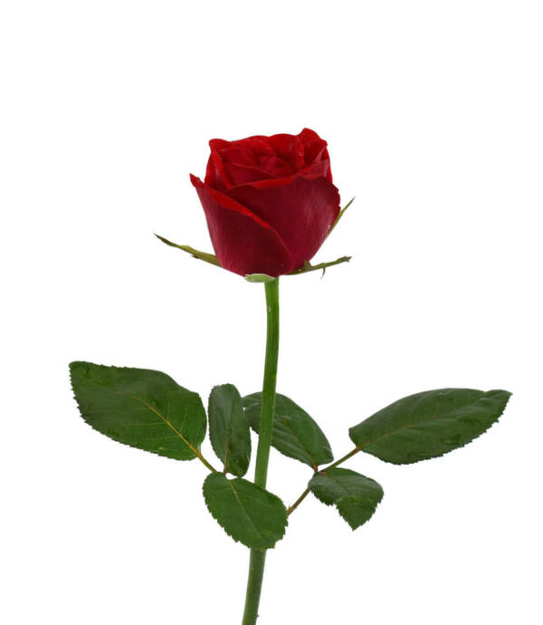 rosa eterna