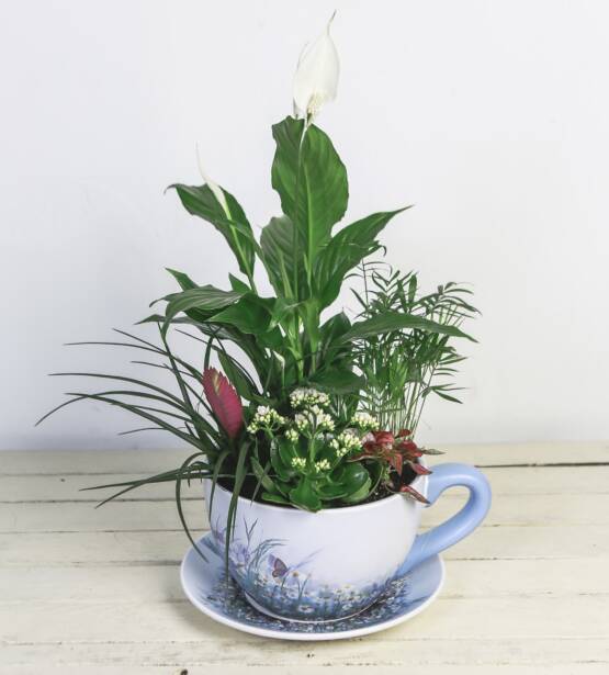 TAZA DE PLANTAS GRANDES